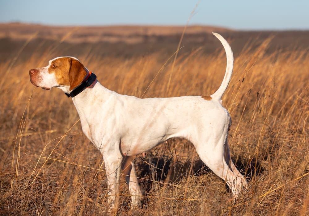Garmin Alpha LTE Hundeortungssystem – robustes GPS- und LTE-Trackinggerät für Jagd- und Suchhunde, kompatibel mit Alpha 10, 200i, K5X und T20 – erhältlich bei BEST4JAGD.com