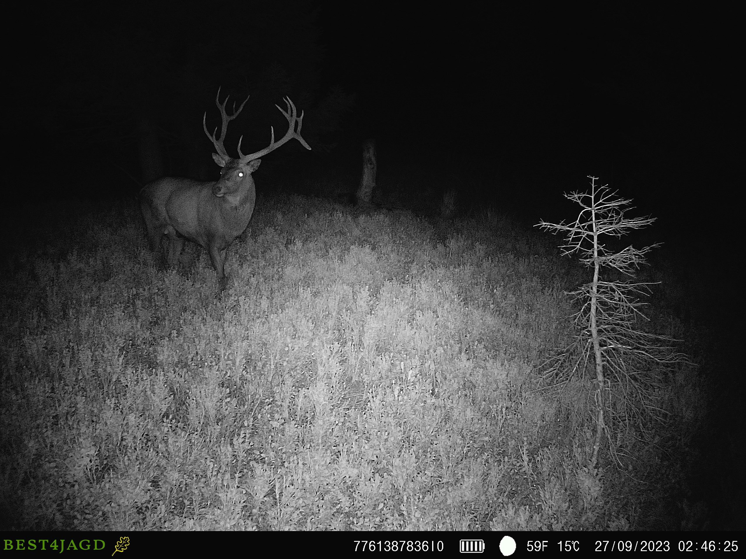 Bilder4Jagd Ladebon – Bild 6
