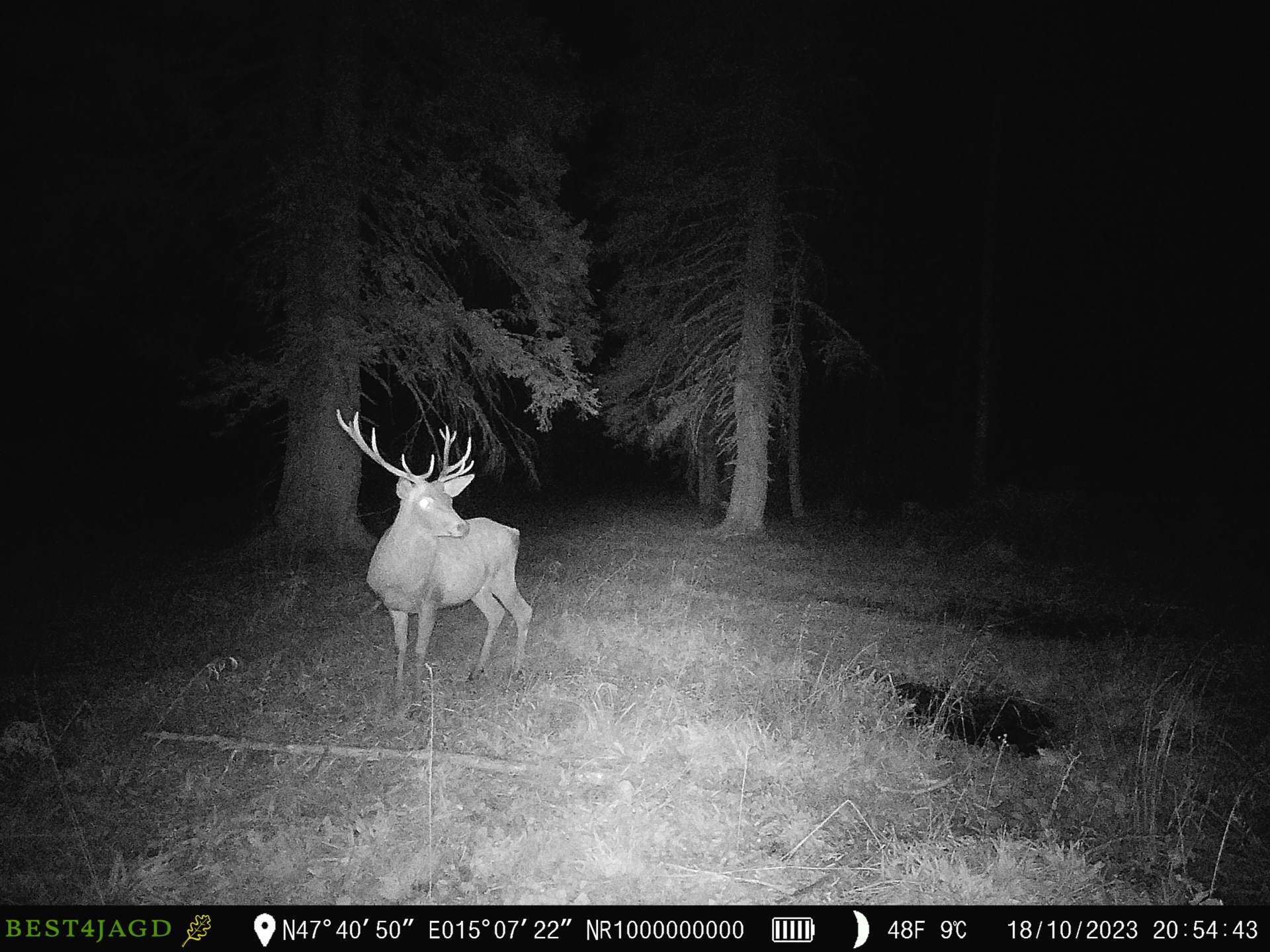 Bilder4Jagd Ladebon – Bild 3