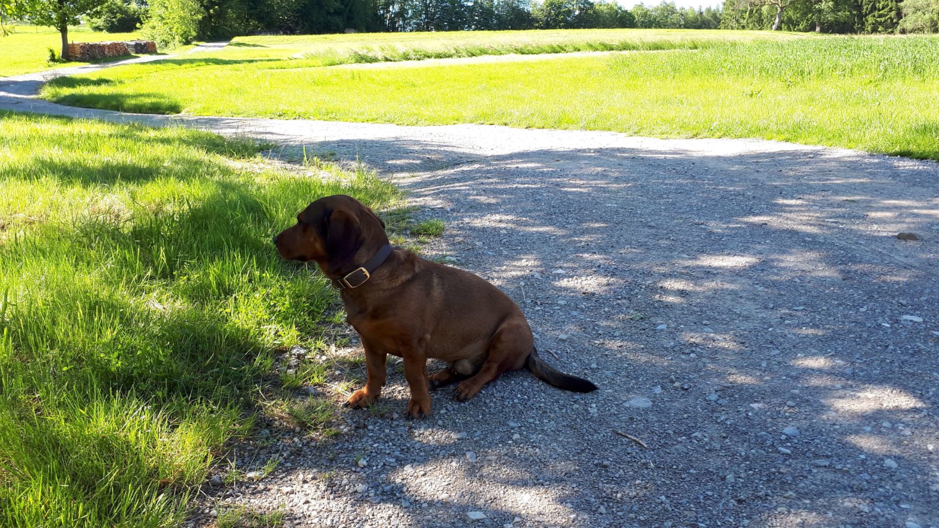 Lederhalsung braun gold – Bild 3