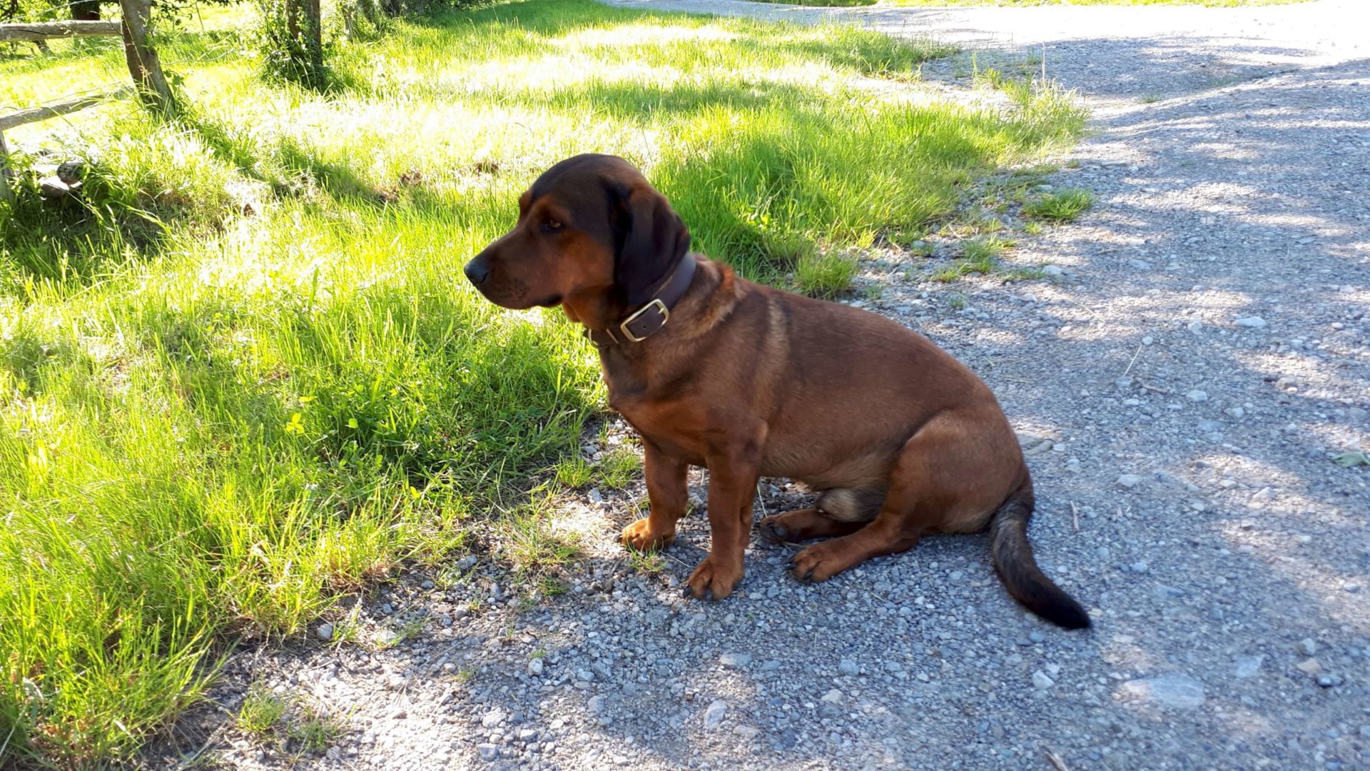 Lederhalsung braun gold – Bild 4